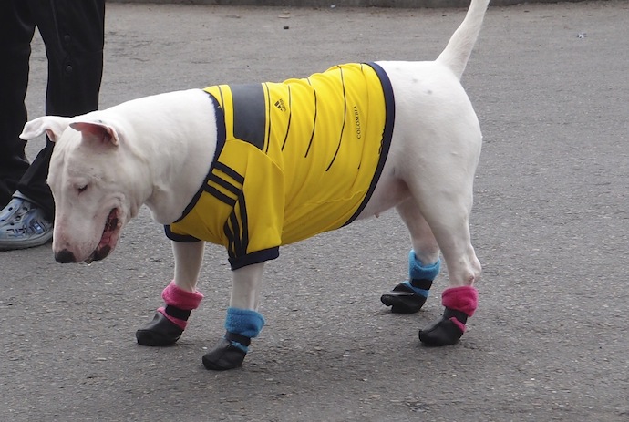 colombian jersey for dogs