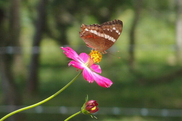 brown and white butterfly nibbling on pink flower