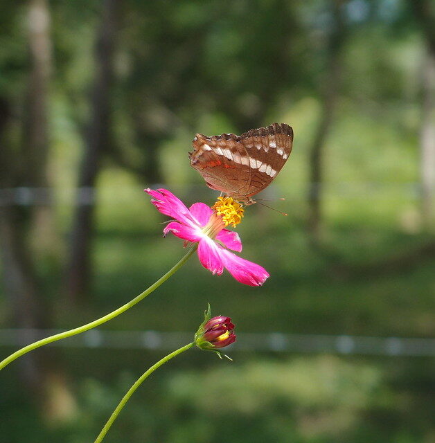 brown and white butterfly nibbling on pink flower